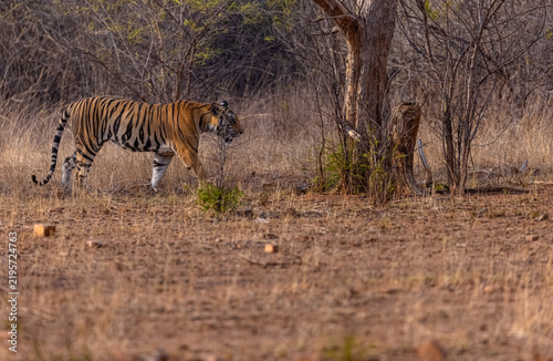 Tigress (Panthera tigris) walking in the jungle of panna.