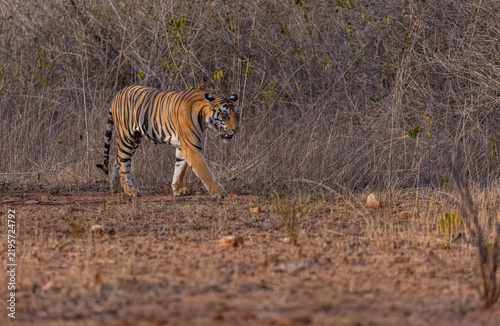 Tigress (Panthera tigris) walking in the jungle of panna.