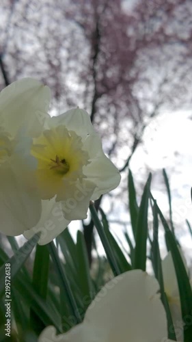 Close-up vertical video of white daffodils swaying gently in a spring garden with soft focus cherry blossoms in the background.