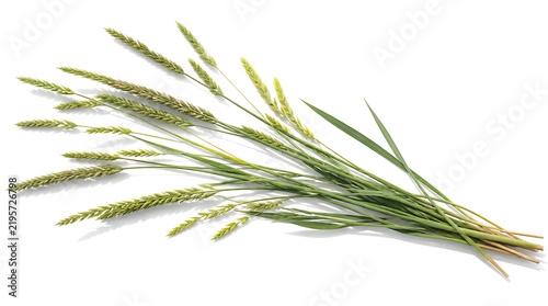 A bunch of fresh green wild grass stalks isolated on a white background.