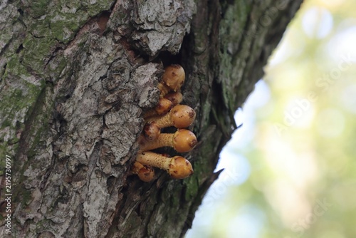 Small yellowish mushrooms growing from a tree bark crevice.