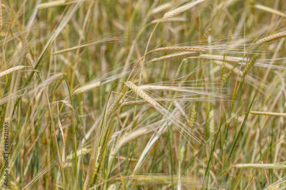 Obraz premium Golden wheat stalks sway in a sunlit field