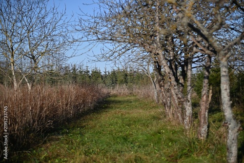 Rural Pathway Flanked by Bare Trees.