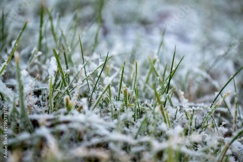 Cold Morning Hoarfrost on Grass.