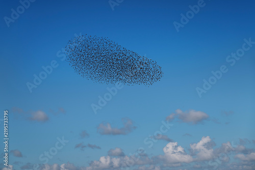 Spectacular Bird Migration Formation Against Blue Sky.