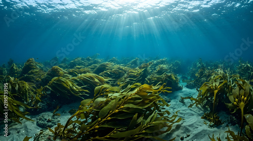 Underwater Kelp Forest Sunlight Rays, Marine Ecosystem, Ocean Floor Biodiversity, Seaweed Plants
