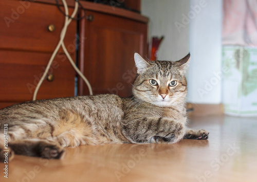 A beautiful tabby cat lying down on a wooden floor inside a cozy home.