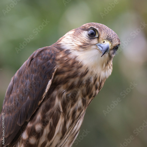 Foto Close-up portrait of a merlin falcon, Falco columbarius, tilting its head with a soft-focus green background