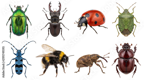 Assortment of eight diverse insects on a textured background, keywords: insect, beetle, ladybug, bee, stag, beetle, solated on, transparent background