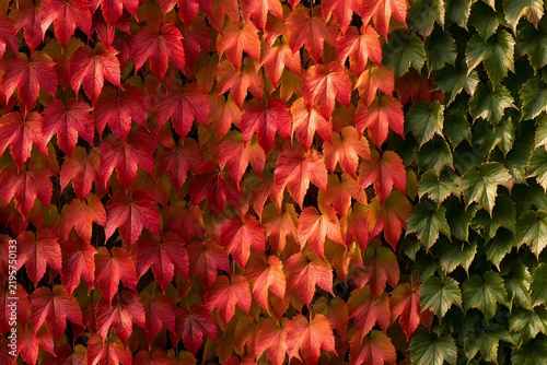 Beautiful natural color transition of virginia creeper ivy leaves from green to vivid red on a wall