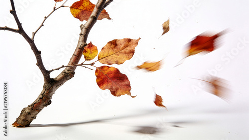 Autumn branch with blowing leaves isolated on white background.