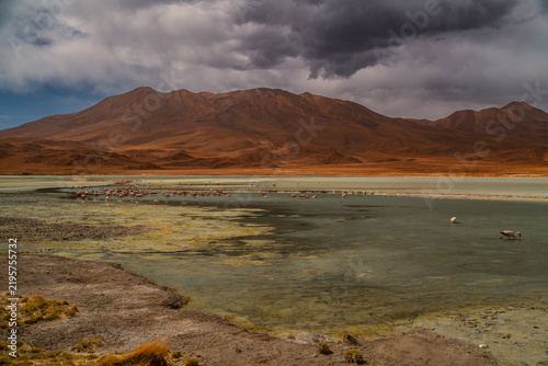 Obraz na płótnie Panorama with a few hundred James and Chilean flamingos in the Canapa Lagoon in the Andes mountain range near the Uyuni salt flat, Bolivia