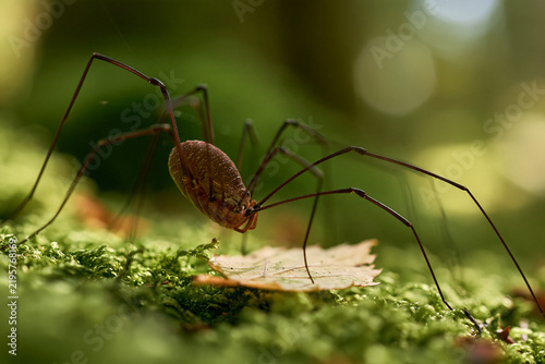 Spider crawling on mossy ground in a forest setting  