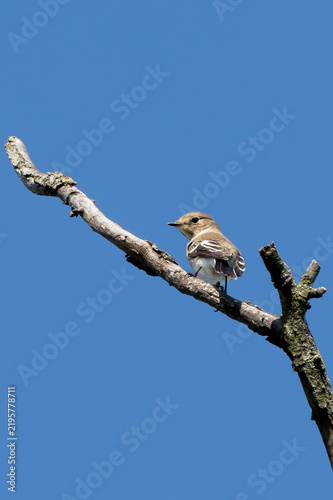 Adult female European pied flycatcher (Ficedula hypoleuca) perched on a tree branch. Vertical image with copy space.