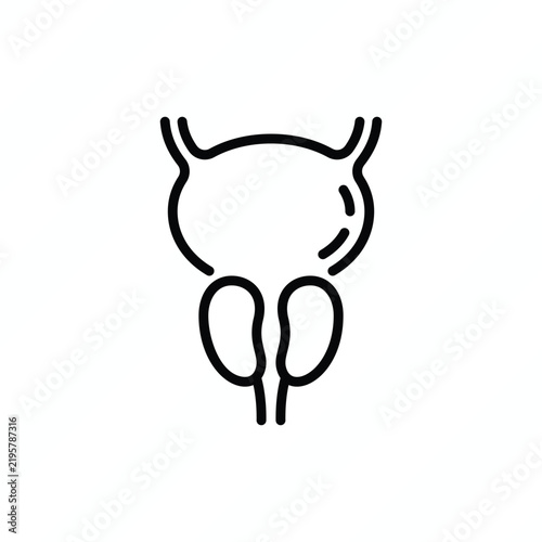 Prostate anatomy thin line icon, representing the male reproductive system, urinary function, urology, and prostate health. Vector illustration