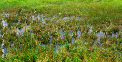 Bild auf Leinwand Wild ducks in a marshy meadow. Nature background.