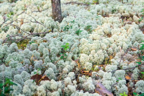reindeer moss in pine barren closeup
