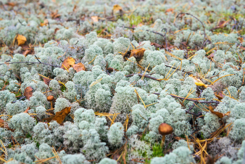 white moss on the ground in the forest. closeup