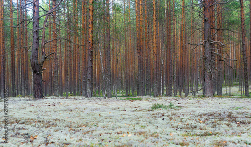 northern pine barren with ground covered with white moss.