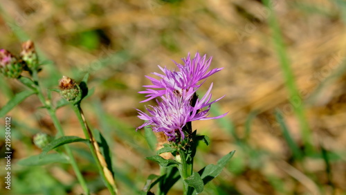Lesser knapweed or common knapweed, black knapweed (Centaurea nigra) close-up, Italy