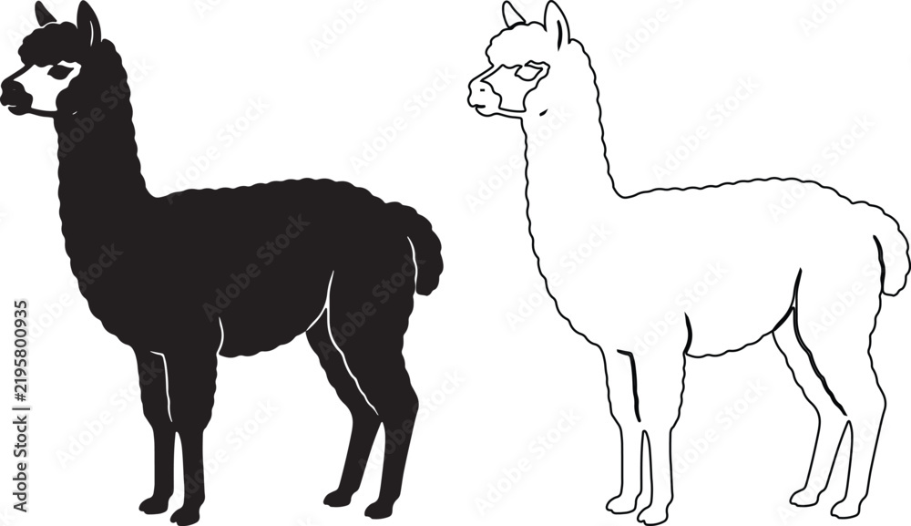 Fototapeta premium Minimalist alpaca vector silhouettes, black and white llama line art icons, set of 2 farm animal illustrations for logo design and branding isolated on Transparent Background