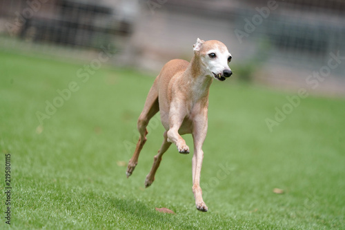 緑の芝生のドッグランを走るイタリアングレーハウンド、長い脚とスリムな体型が特徴的な小型犬の躍動感ある屋外イメージ