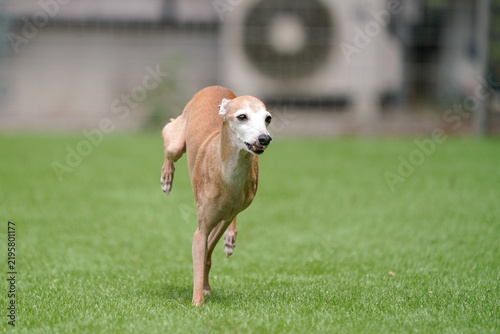 緑の芝生のドッグランを走るイタリアングレーハウンド、長い脚とスリムな体型が特徴的な小型犬の躍動感ある屋外イメージ