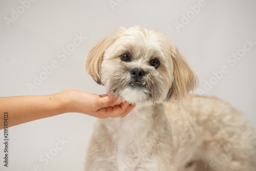 白背景のスタジオで飼い主にあごの下を優しく撫でられるマルプーとシーズーのミックス犬、愛犬とのスキンシップや信頼関係を表現したペットイメージ