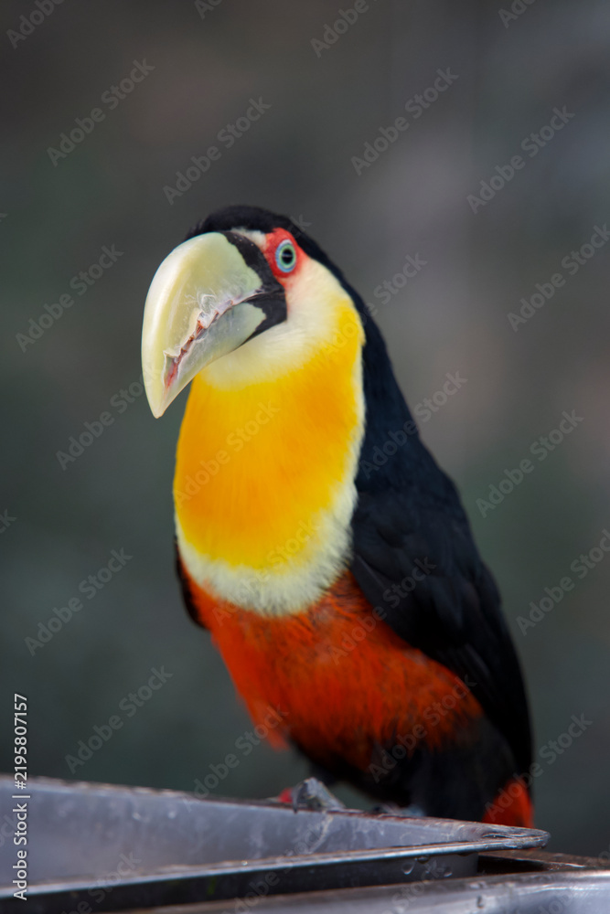 Fototapeta premium Red-breasted toucan perched on a tree branch