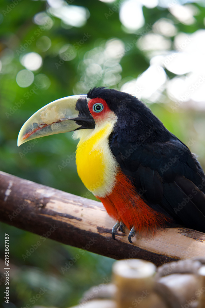 Obraz premium Red-breasted toucan perched on a tree branch
