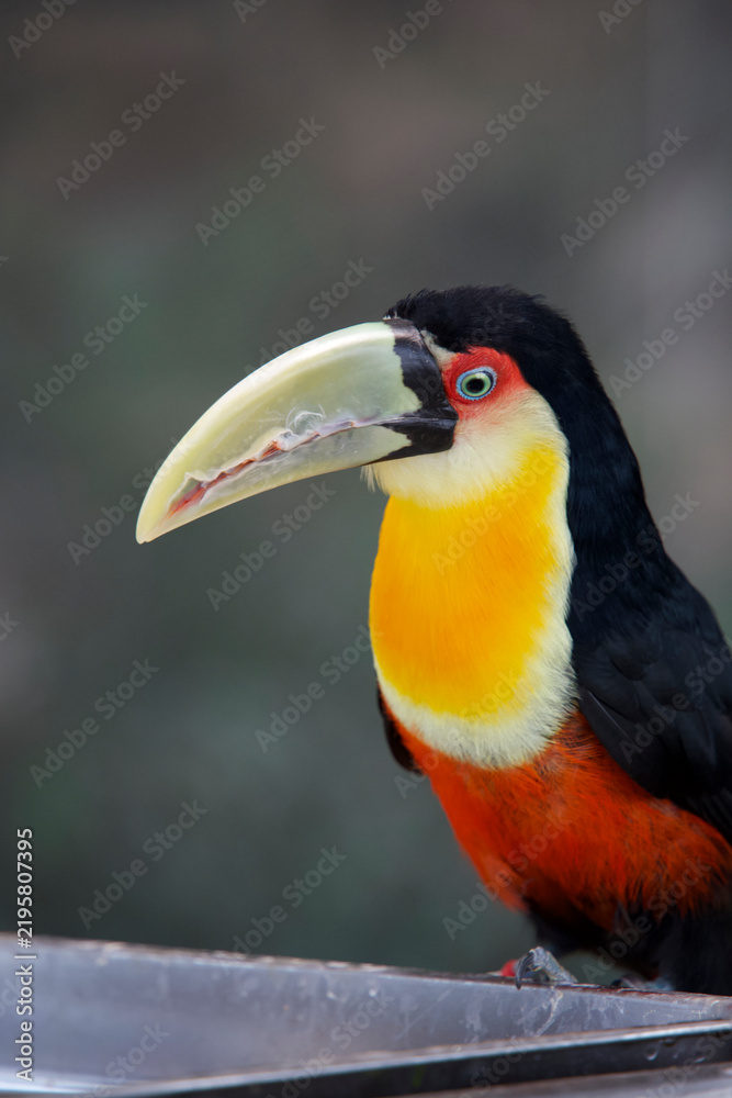 Obraz premium Red-breasted toucan perched on a tree branch