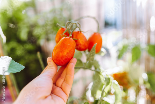 ripe red tomatoes on vine