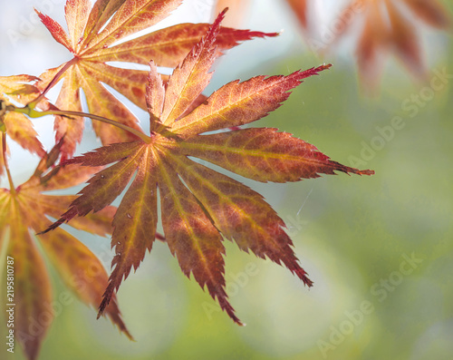 closeup on a branch with autumn colorful leaves of a japanese maple tree in b...