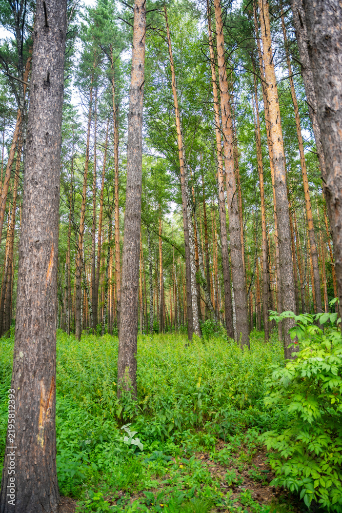 Obraz premium Pine and birch forest in Siberia during summer. Dense green vegetation and tall trees represent natural taiga ecosystem and wilderness landscape
