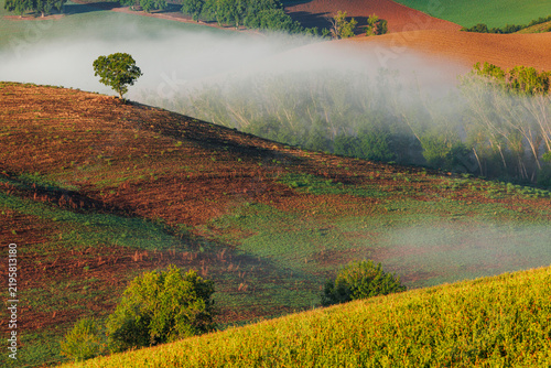 Un arbre solitaire dans la brume des collines toscanes