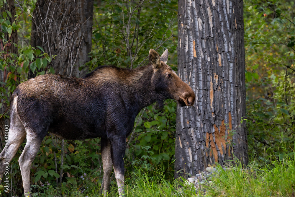 Fototapeta premium A female cow moose (Alces alces) stands in right-facing profile beside a large cottonwood tree trunk in British Columbia, Canada, surrounded by green woodland foliage and grasses.