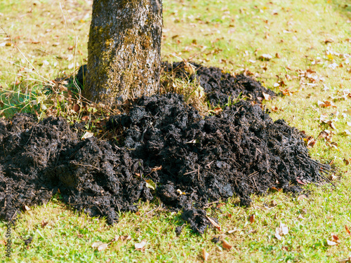 Foto piling a black soil around a tree