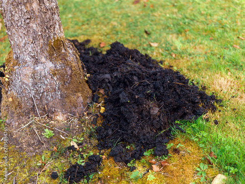 Canvastavla compost on the tree roots