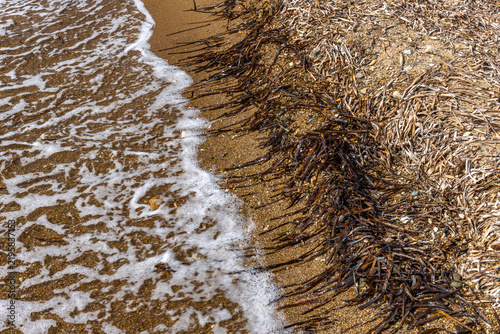 Fotografie Marine debris and seaweed washed ashore on the Aegean Sea coast in Turkey
