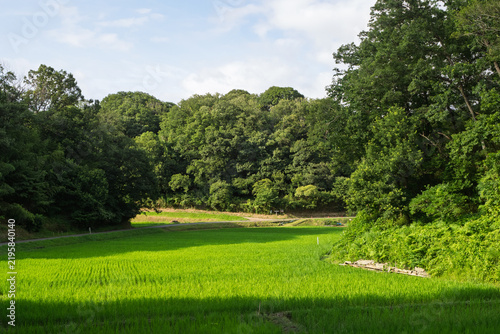 Tapety artystyczne 夏の水田･横浜市青葉区の谷戸･日本の夏
