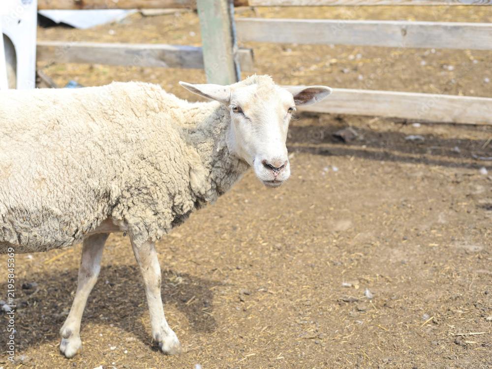 Obraz premium White sheep standing near a wooden fence in a farm enclosure on a sunny day.