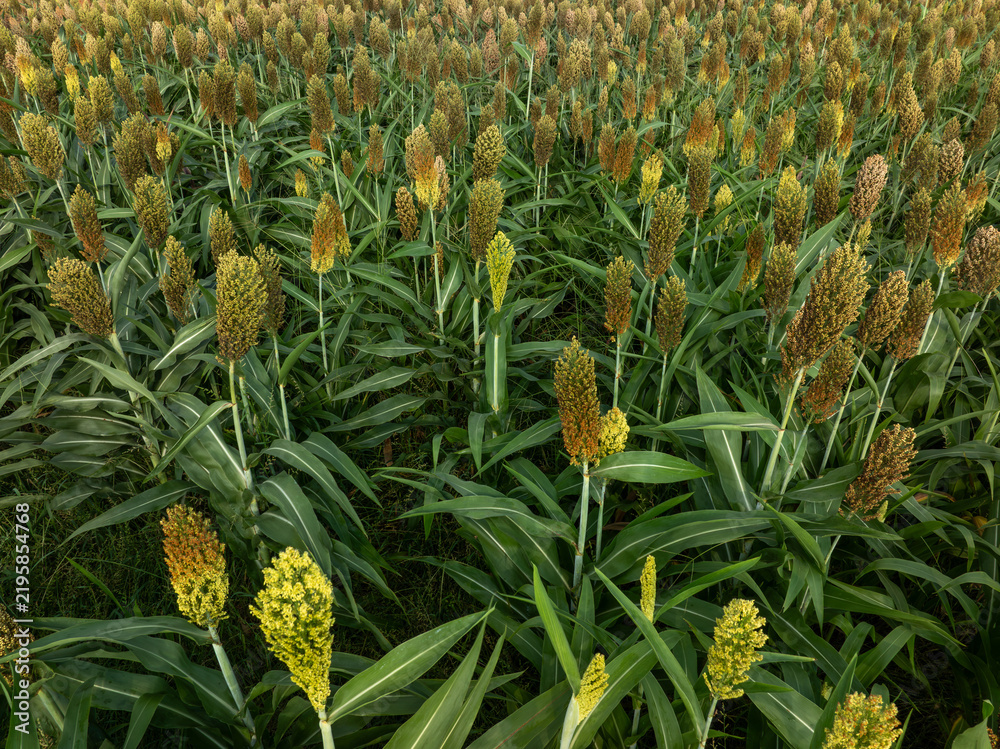 Naklejka premium Aerial view of sorghum crops in the autumn farm