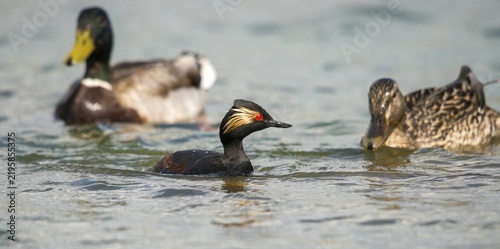Anas platyrhynchos, black-necked grebe, mallard, podiceps nigricollis, black-necked grebe, mallard, anatidae, birds, ducks, ducks, ducks, grebes, podicipedidae, divers, birds, waterbirds, waterbirds