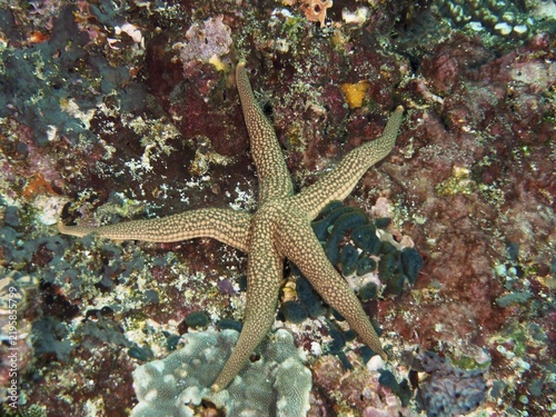 Five-armed starfish, New Caledonia starfish, yellow net starfish (Nardoa novaecaledoniae), on a patterned, coralline substrate, dive site SD, Nusa Ceningan, Nusa Penida, Bali, Indonesia