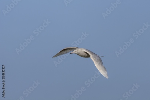 The two-year-old glaucous gull (Larus hyperboreus) is easily recognised by its two-coloured beak, which is an important identifying feature, vagrant, rarity, juvenile plumage, May, Denmark