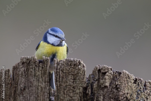 Although the blue tit (Cyanistes caeruleus) is a frequent visitor to the feeding site, in the end only a few photos were taken, Germany