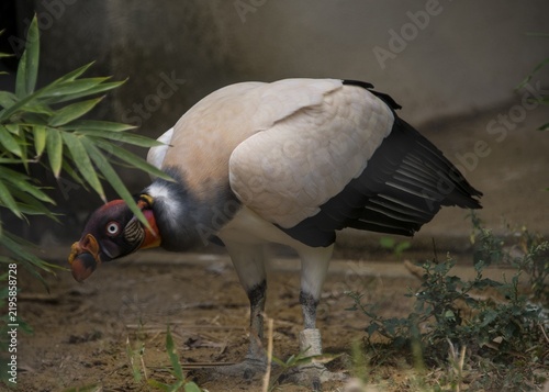 King vulture (Sarcoramphus papa), captive, prevalent in South America