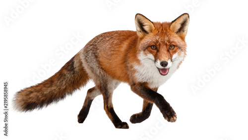 Принти на полотні Red fox with bushy tail walking, isolated on transparent background