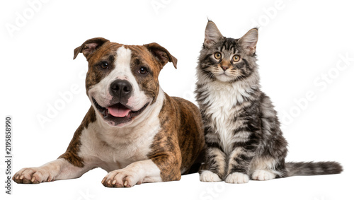 Brindle American Staffordshire Terrier dog and fluffy Maine Coon cat, isolated on transparent background