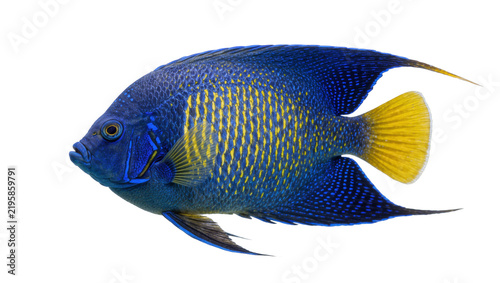 Quadro su tela Vibrant blue angelfish with yellow spots, isolated on transparent background